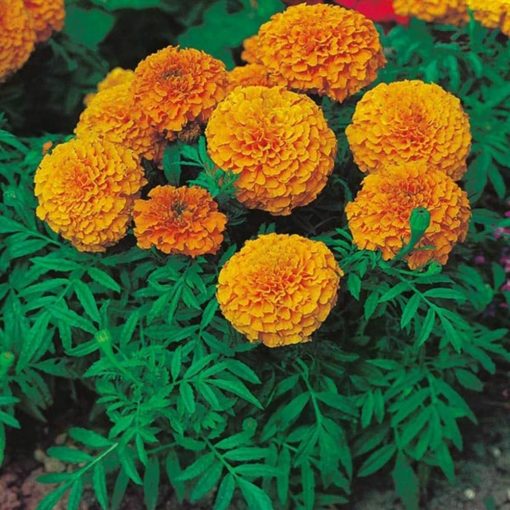 Marigold Flower Seeds Yellow And Orange