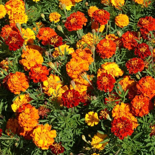 French Marigold Seeds Mix - 1000 Pcs